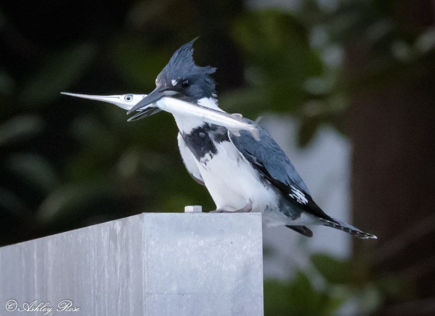 Belted Kingfisher with Needlefish -2555