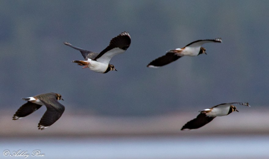 Lapwings-1049