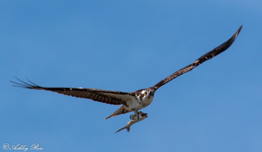 Osprey with a Fish-2368