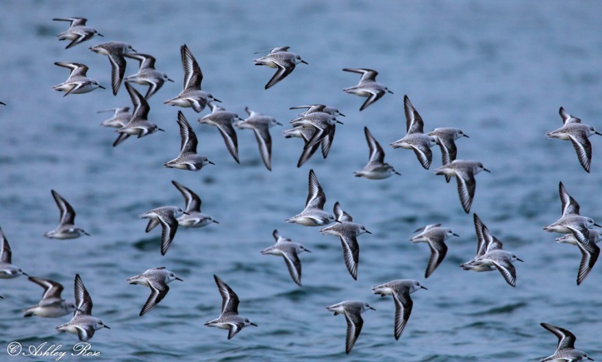 Sanderling-0947