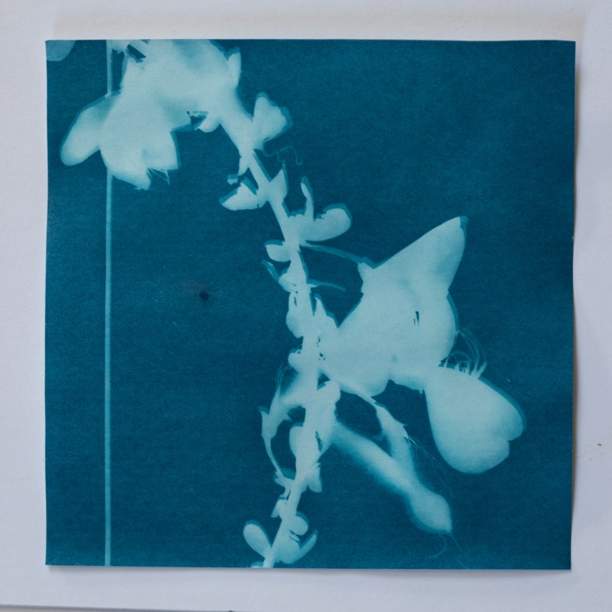 Broom Flowers and Leaves-7248