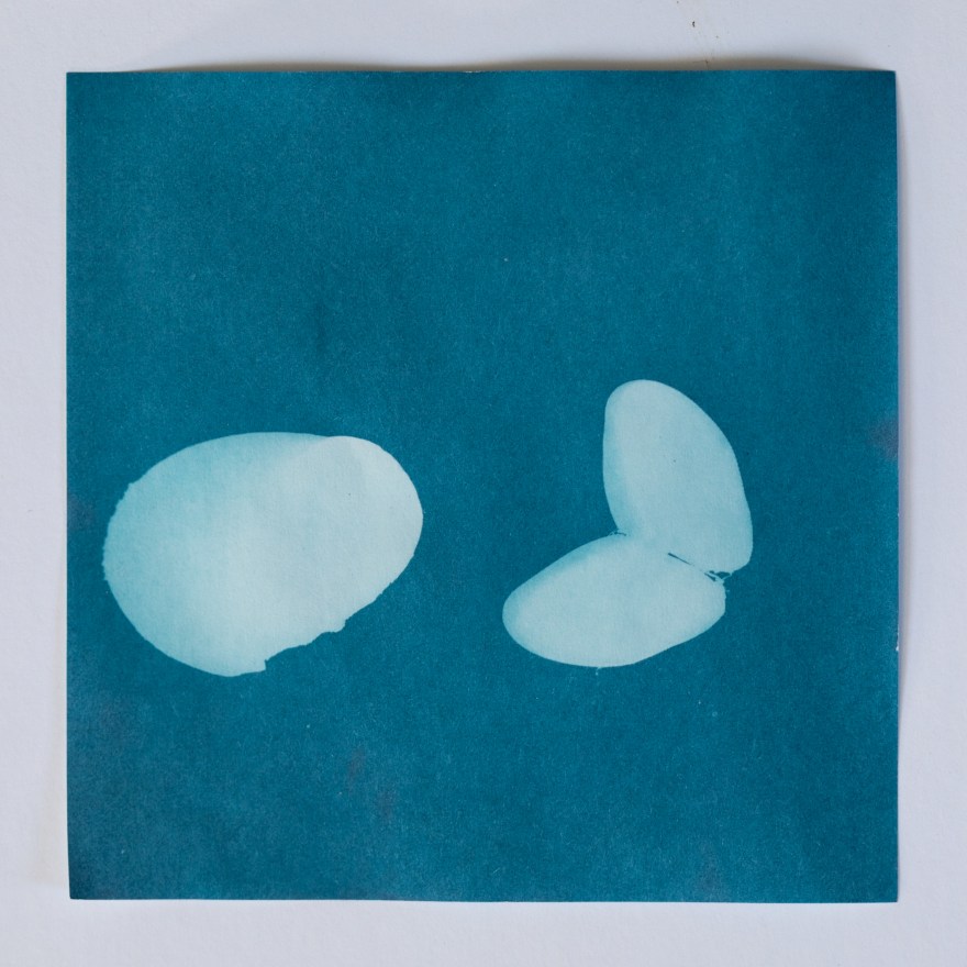 Gastropod and Bivalve Mollusc Shells-7230