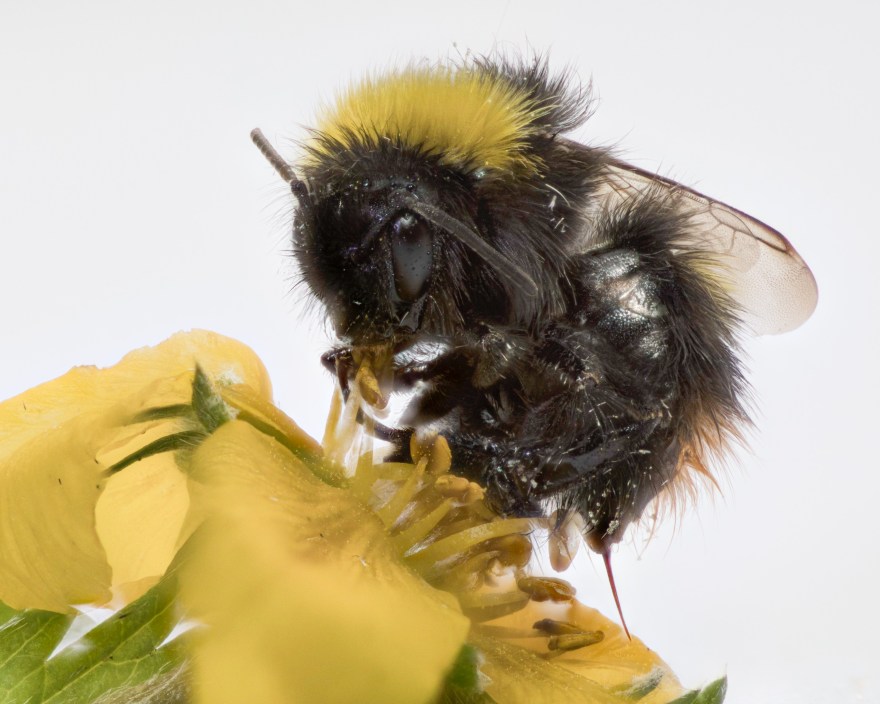 Bombus pratorum-22
