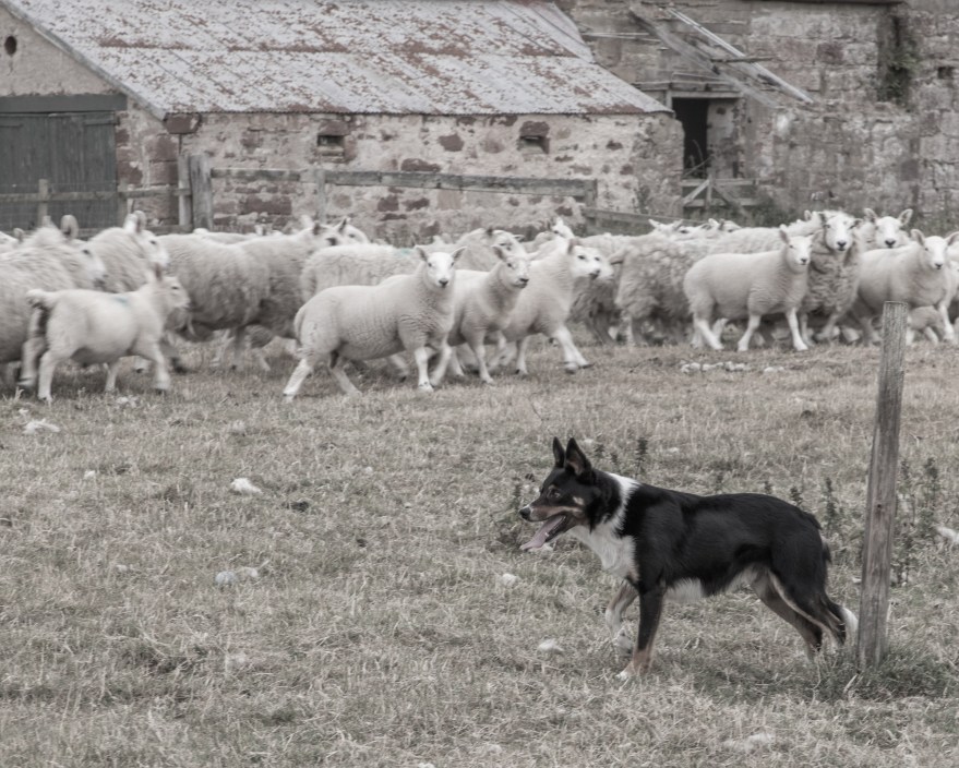 Coul Farm Jake and his flock-7582-2