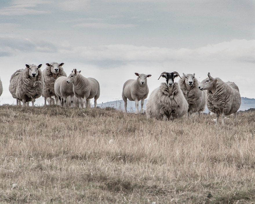 Coul Farm Sheep-2