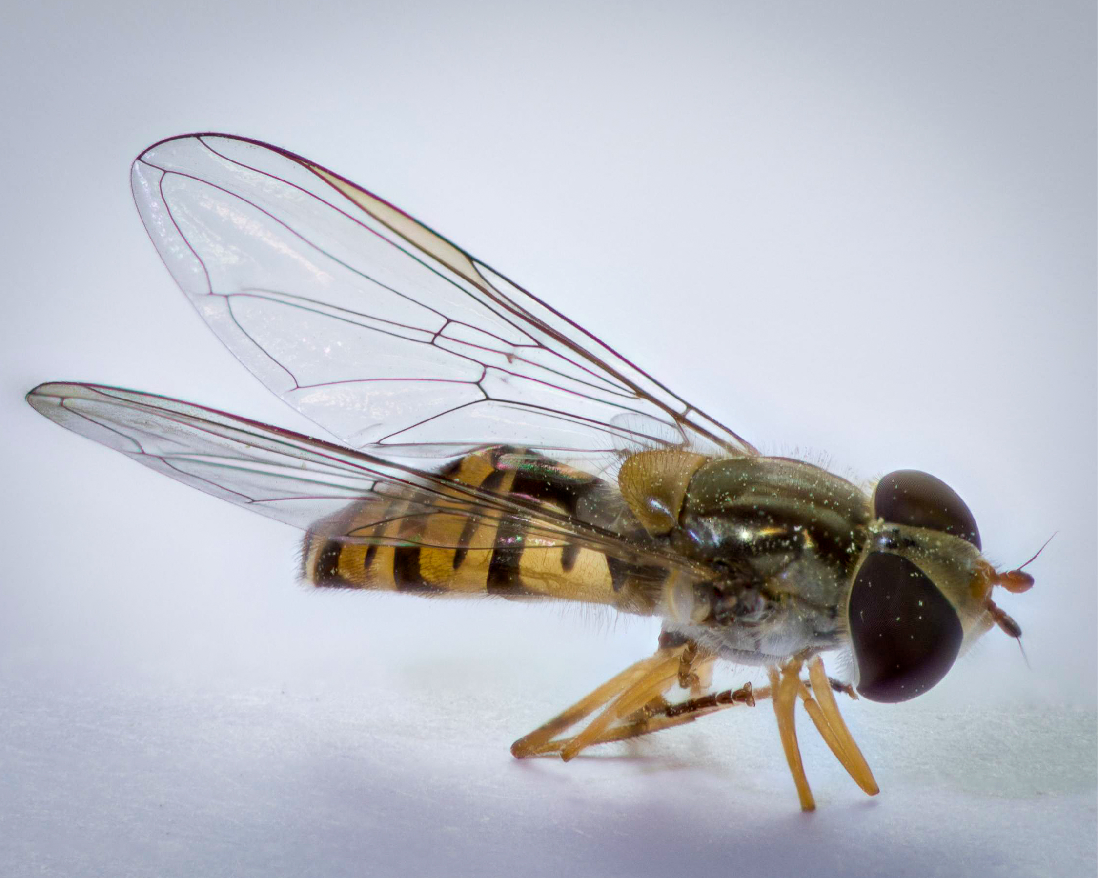 Hover Fly (Episyrphus balteatus)-25