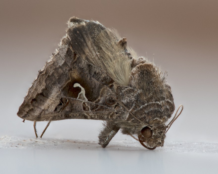 Moth Stacked-17