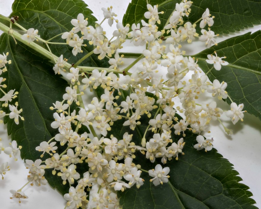 White Flowers Stacked-43
