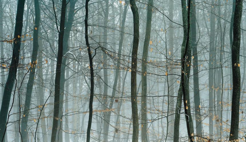 Hutte from Terra Incognita