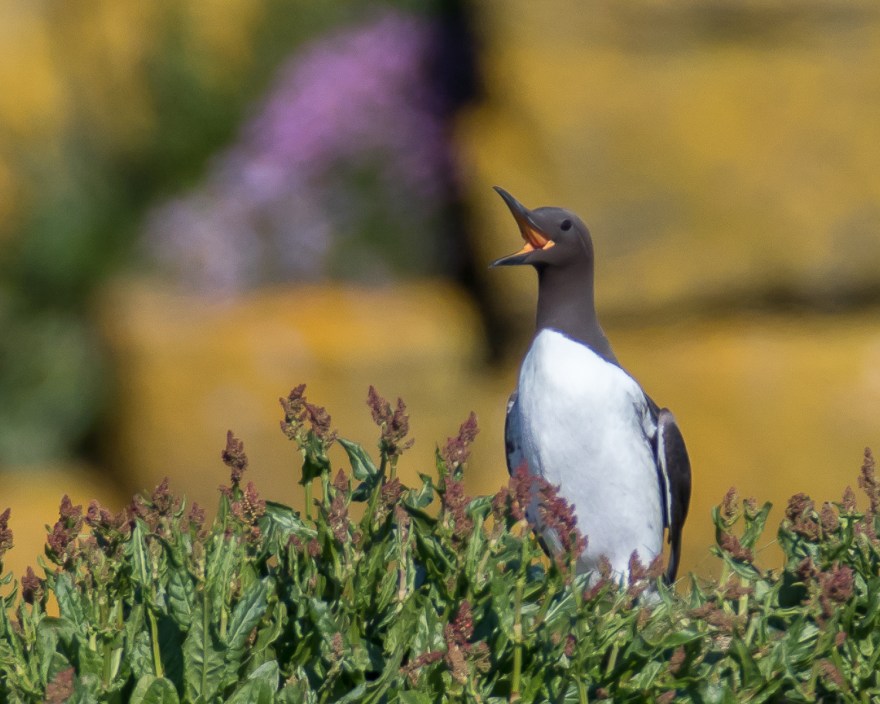 guillemot - handa island